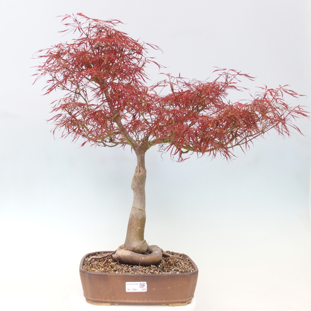 Kültéri bonsai - Acer palmatum RED PYGMY
