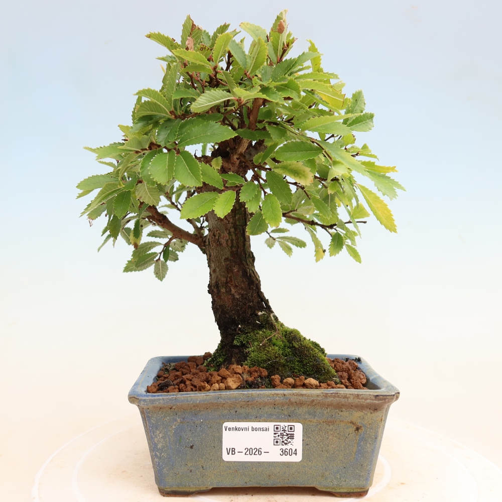 Kültéri bonsai - Zelkova - Zelkova NIRE