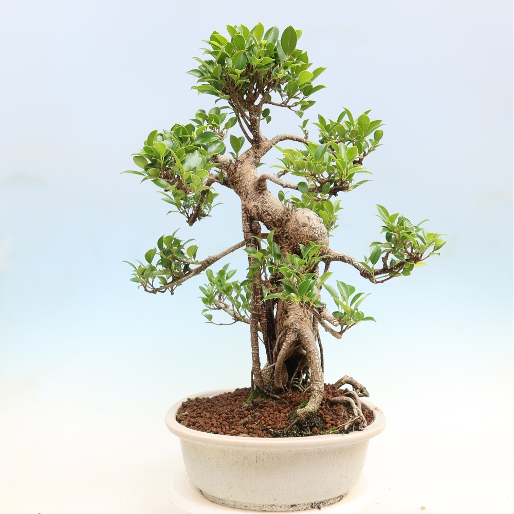 Szobai bonsai - Ficus kimmen - kislevelű fikusz
