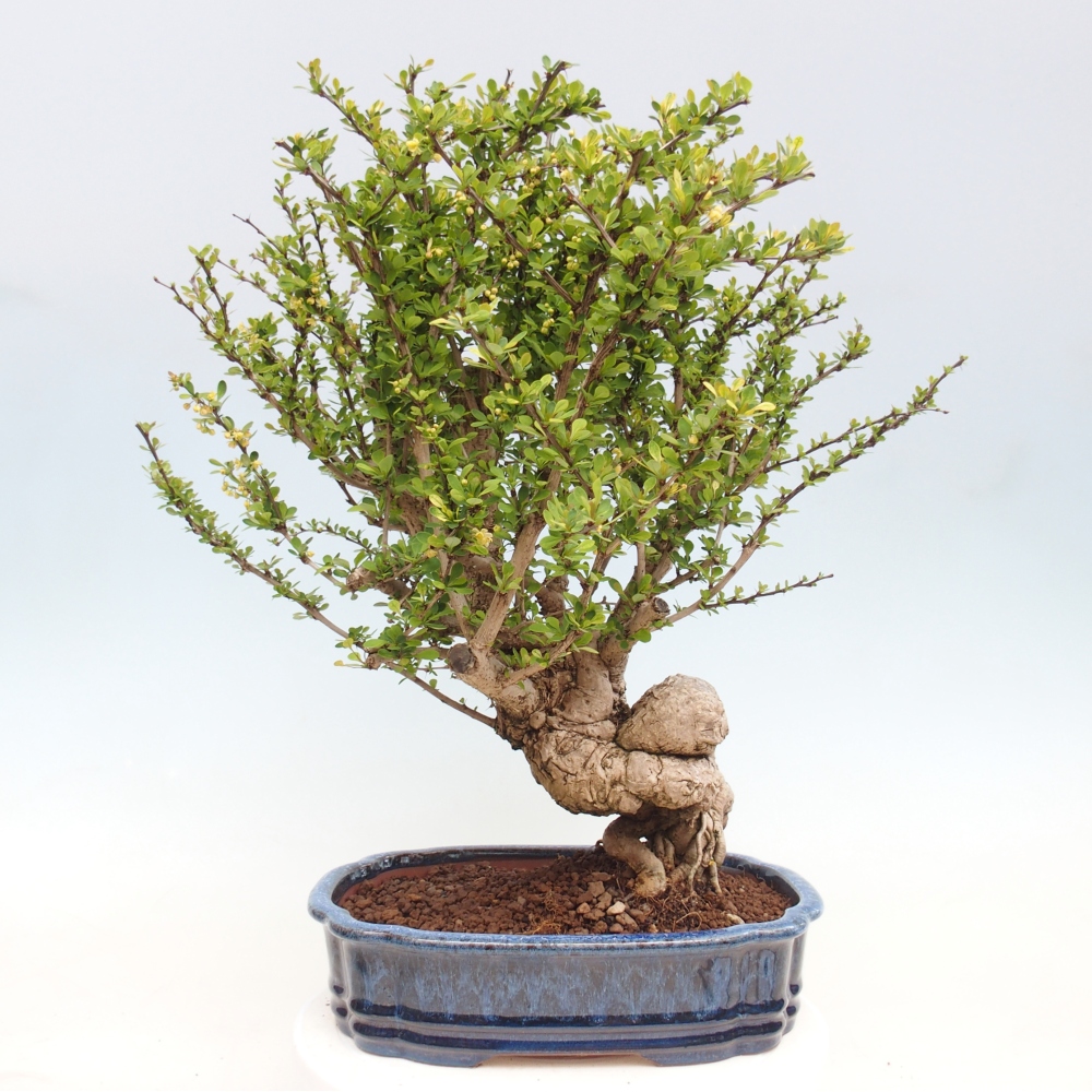 Kültéri bonsai - Berberis coreana