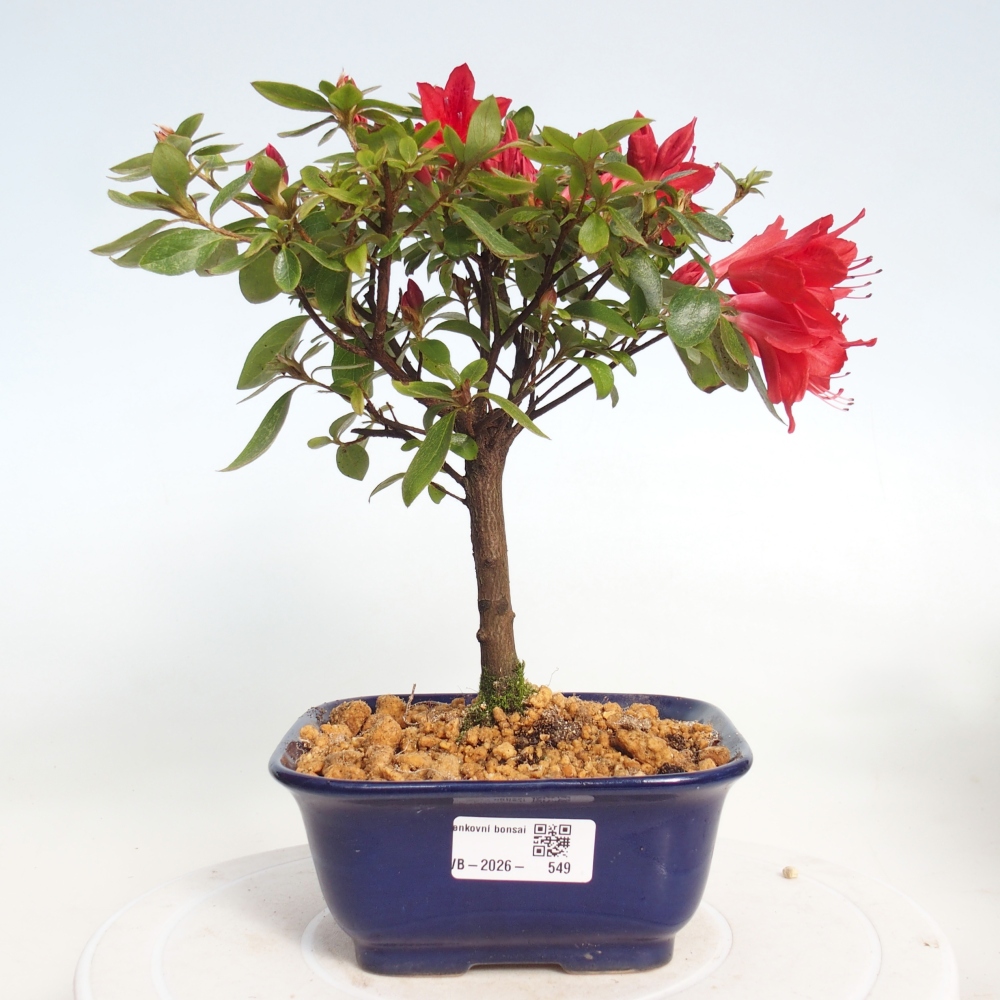 Kültéri bonsai - japán azálea - Azalea sp.