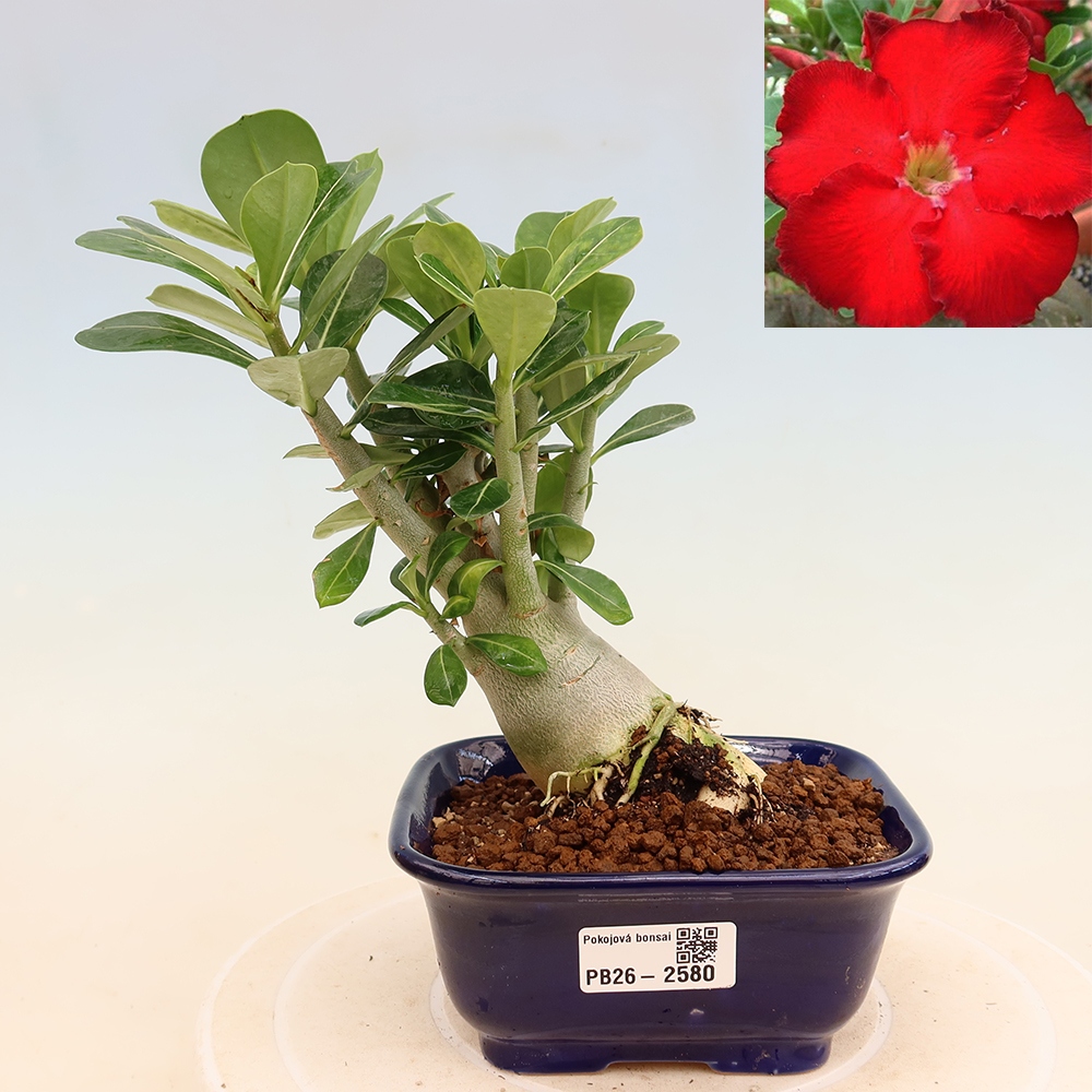 Szobabonsai – Adenium obesum Red Star – Sivatagi rózsa