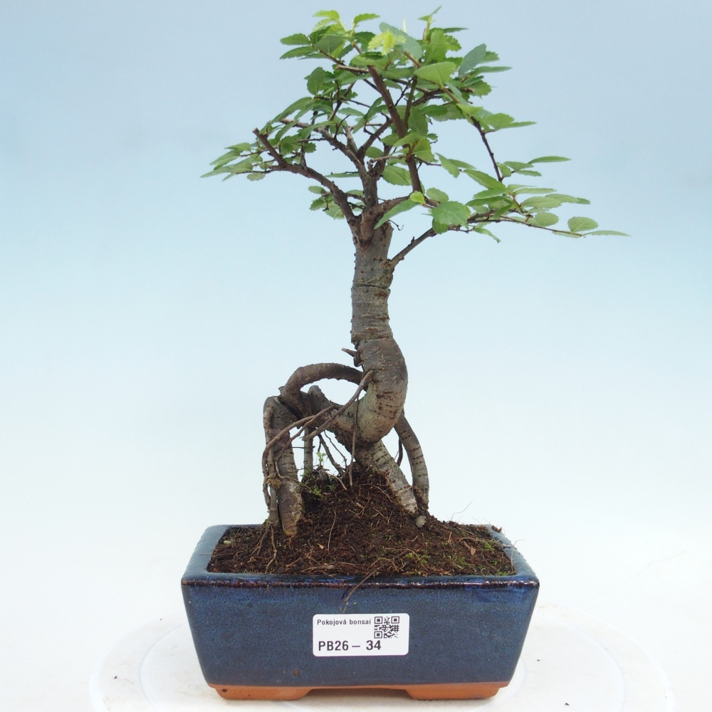 Szobai bonsai - Ulmus parvifolia - Kislevelű szilfa