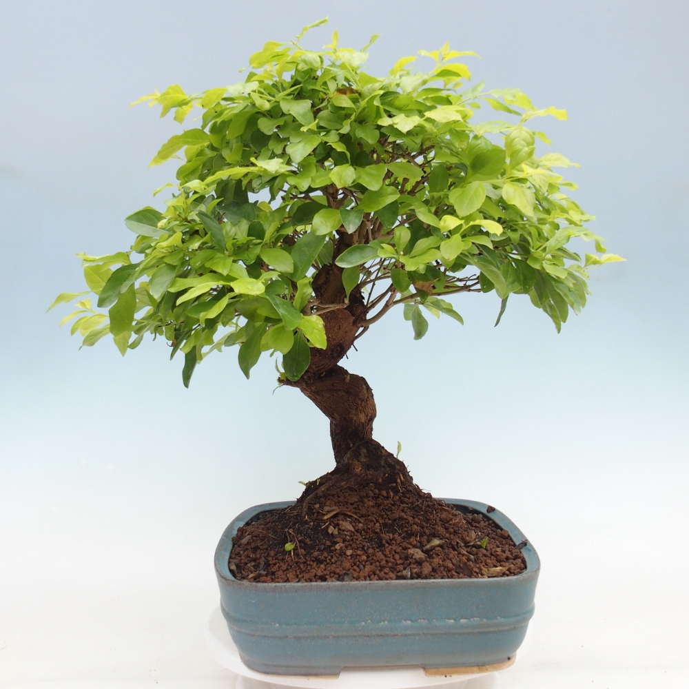 Szobai bonsai - Duranta erecta Aurea - CSAK SZEMÉLYES Begyűjtés vagy raklapos szállítás