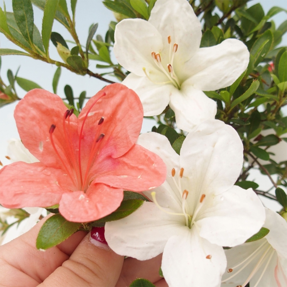 Kültéri bonsai - japán azálea - Azalea Matsunami