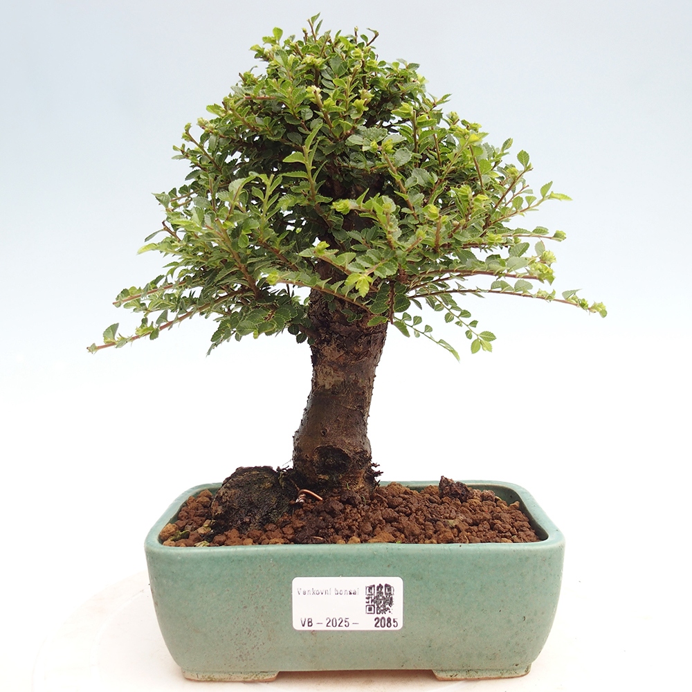 Kültéri bonsai - Ulmus parvifolia Hokkaido - Kínai szil - Ulmus parvifolia Hokkaido