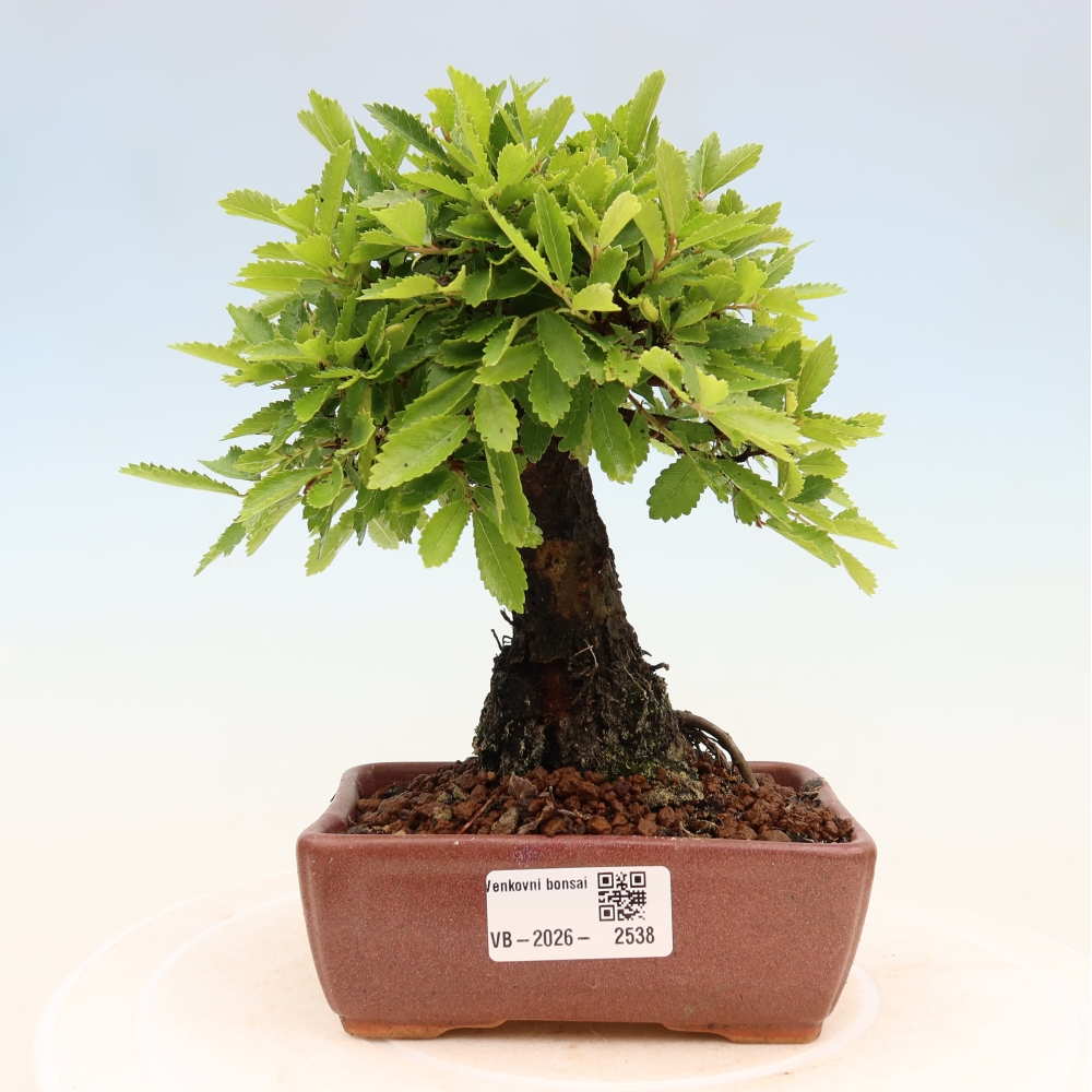 Kültéri bonsai - Zelkova - Zelkova NIRE