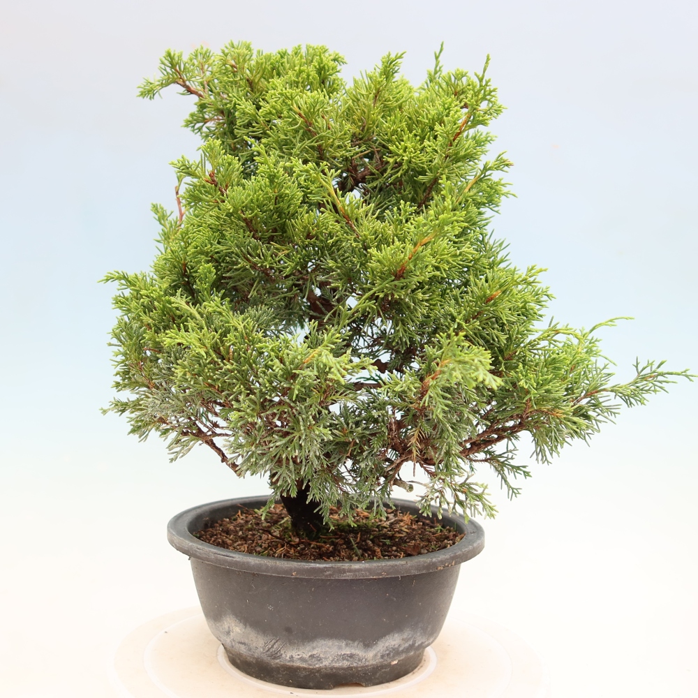 Kültéri bonsai - Juniperus chinensis Itoigawa-Juniperus chinensis