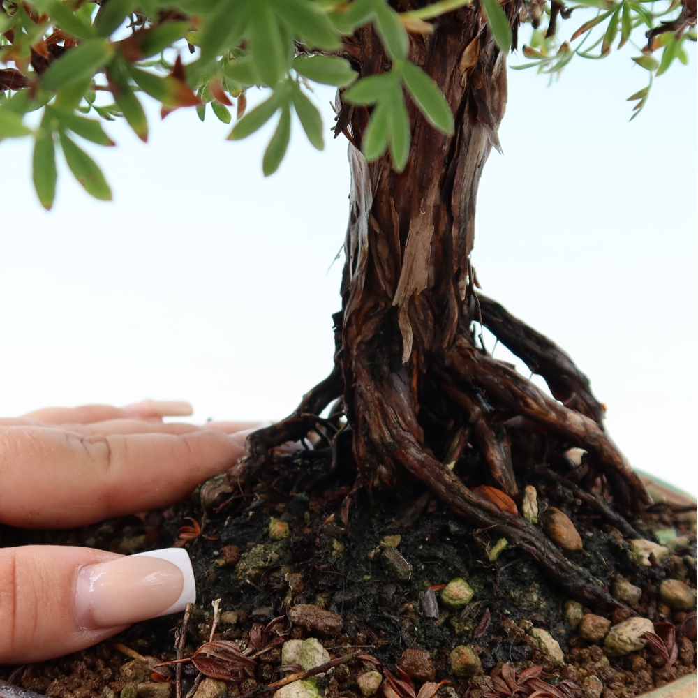 Kültéri bonsai - Potentila fruticosa