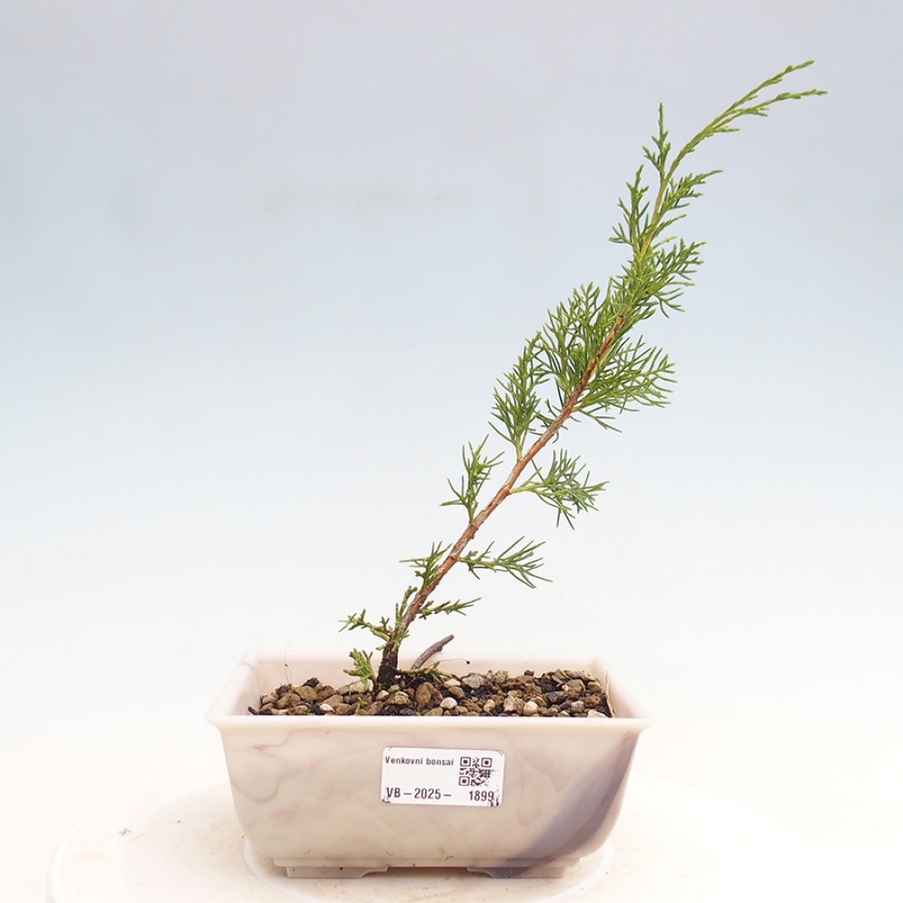 Kültéri bonsai - Juniperus chinensis Itoigawa