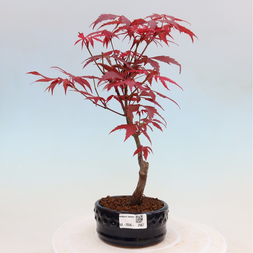 Kültéri bonsai - Acer pálma. Atropurpureum-Javor palmate