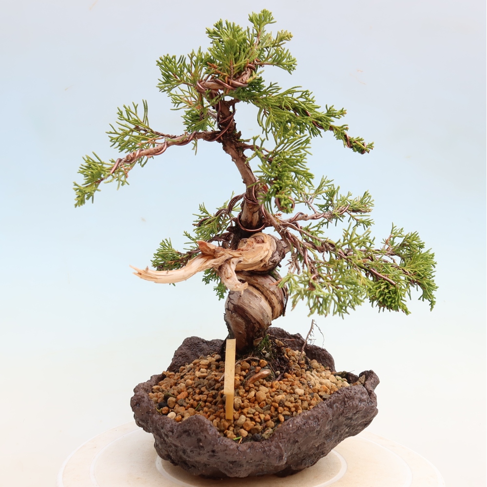 Kültéri bonsai - Juniperus chinensis Itoigawa-Juniperus chinensis