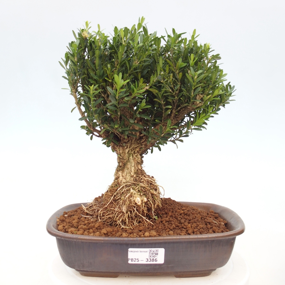 Szobai bonsai - Buxus harlandii - parafa buxus