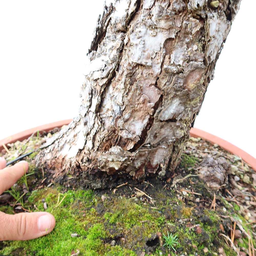 Pinus sylvestris Spanyolország – erdei fenyő