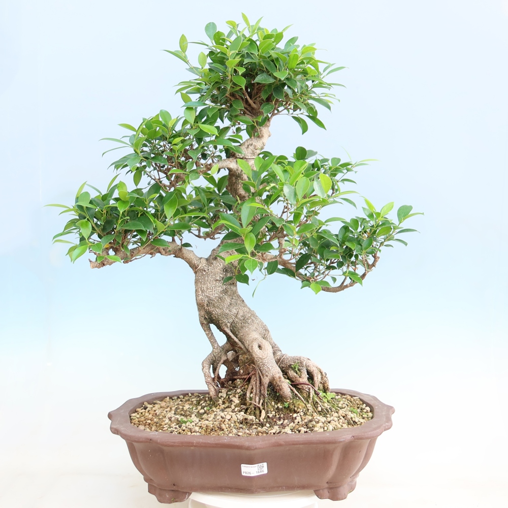 Szobai bonsai - Ficus kimmen - kislevelű fikusz