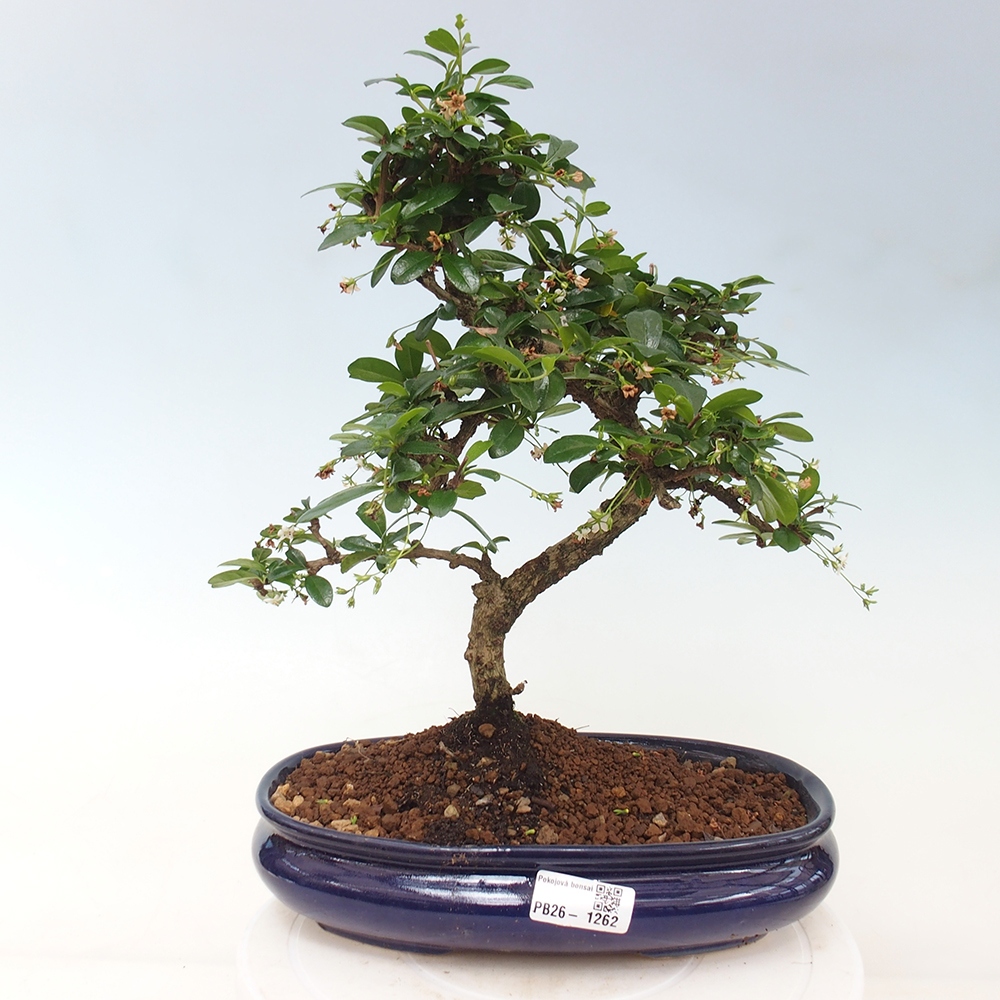 Szobai bonsai - Carmona macrophylla - Tea fuki