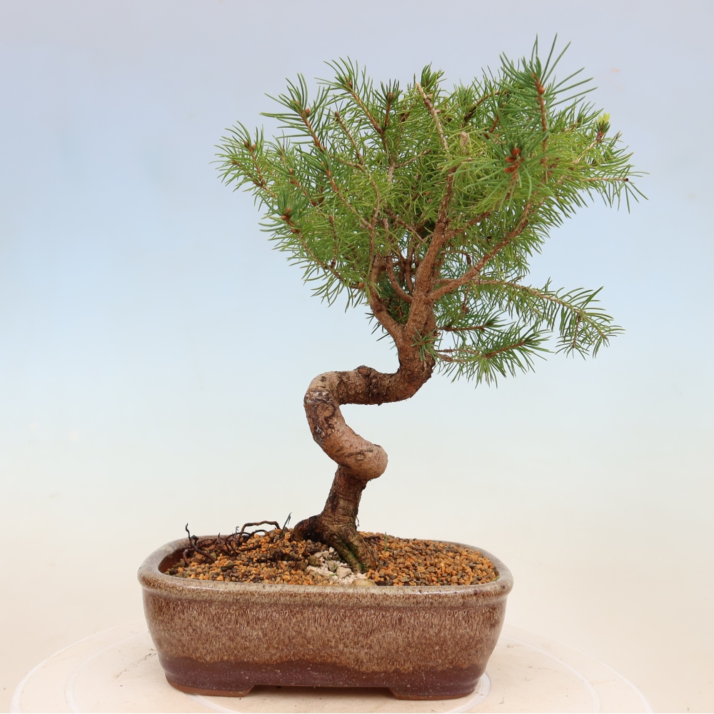 Kültéri bonsai - lucfenyő - Picea glauca globe