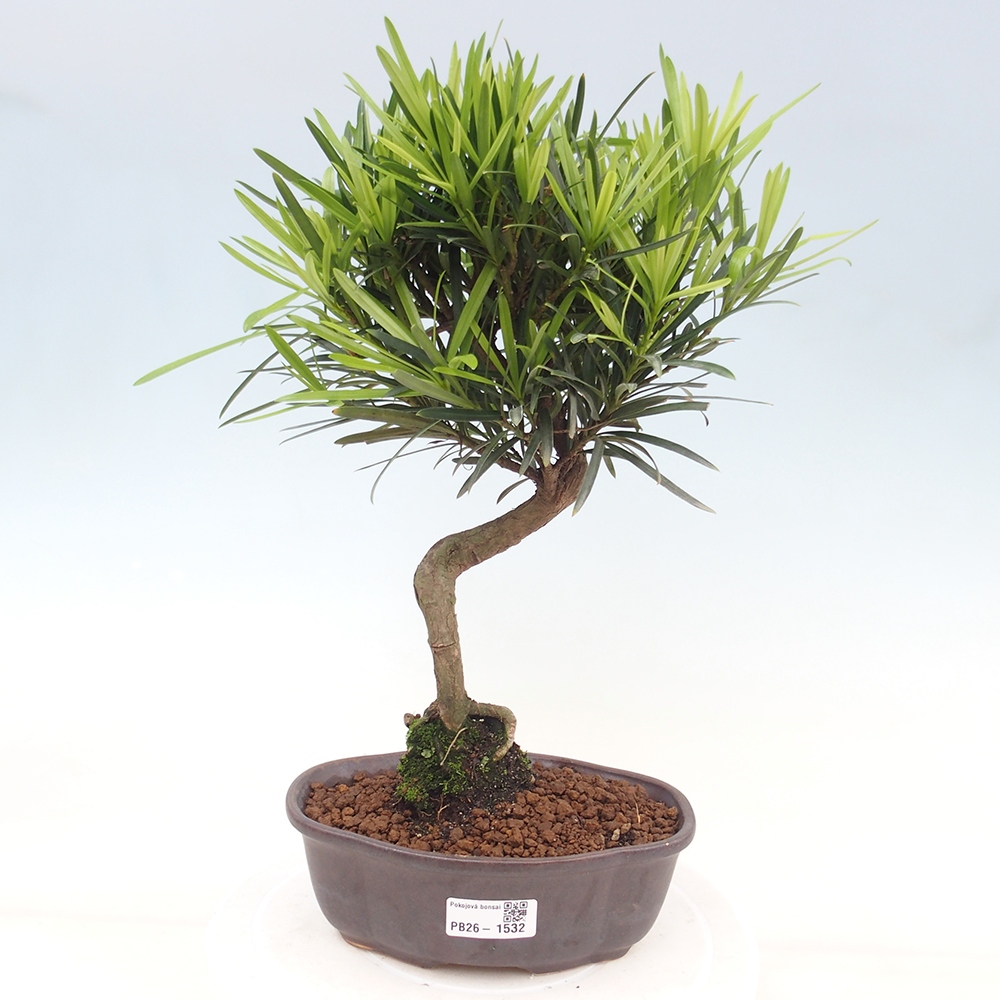 Szobai bonsai - Podocarpus - Kőtiszafa