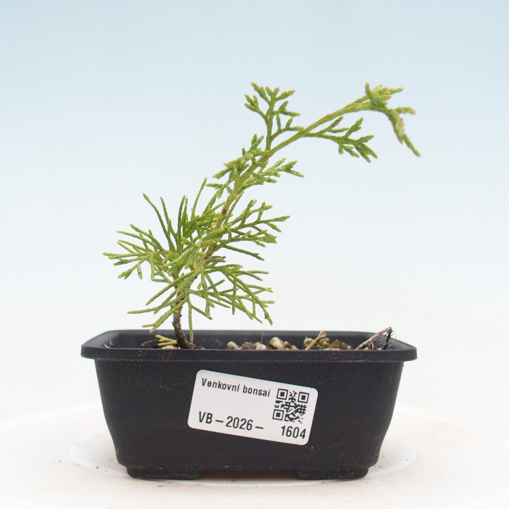 Kültéri bonsai - Juniperus chinensis Itoigawa