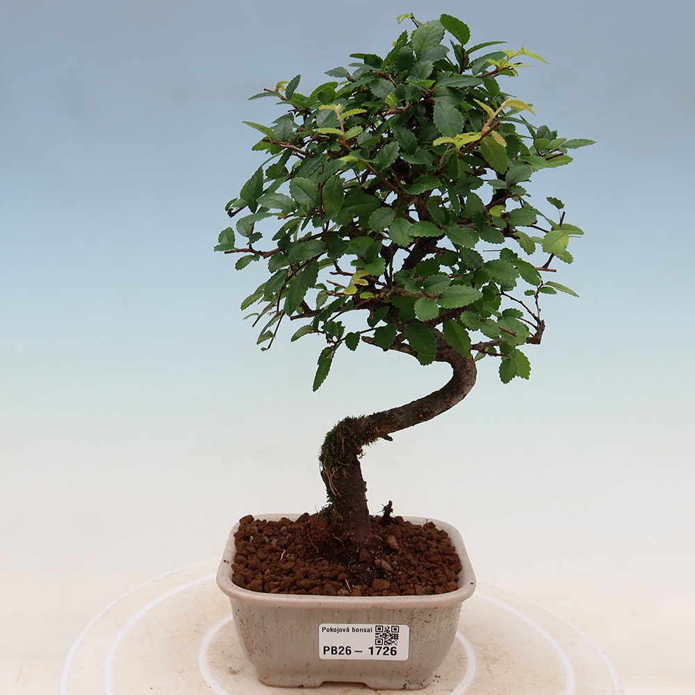 Szobai bonsai - Ulmus parvifolia - Kislevelű szilfa