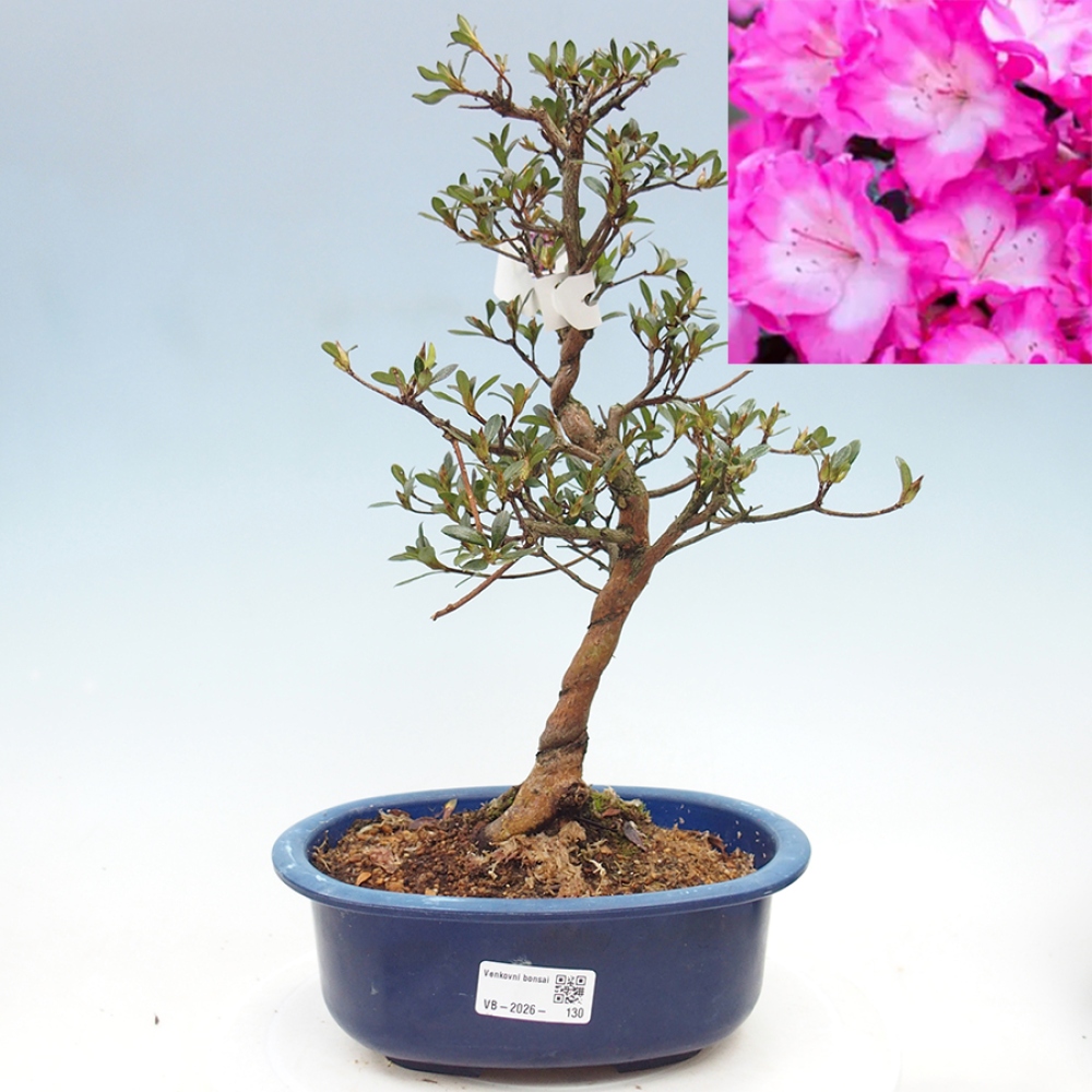 Kültéri bonsai - Japán azálea - Azalea Mio