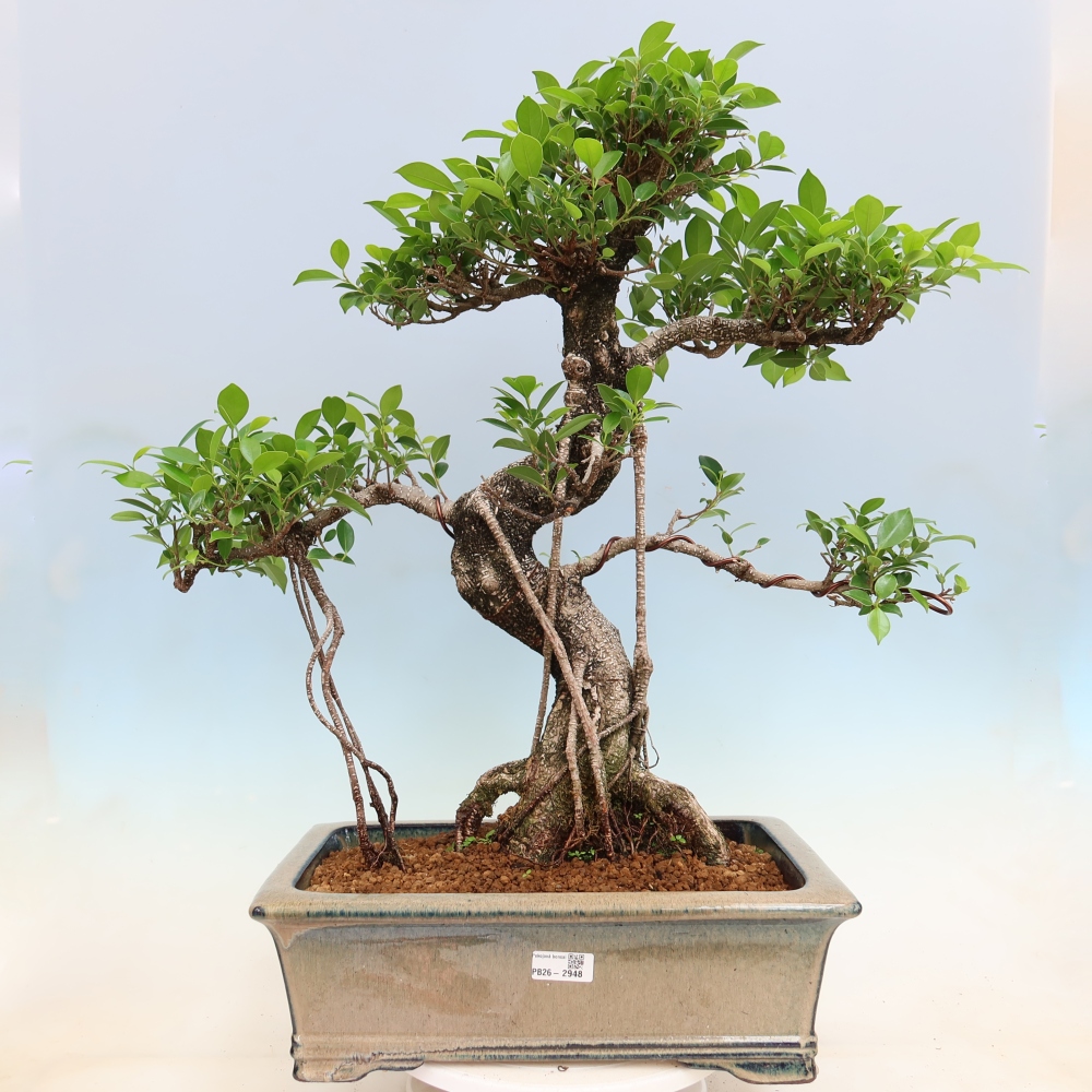 Szobai bonsai - Ficus kimmen - kislevelű fikusz