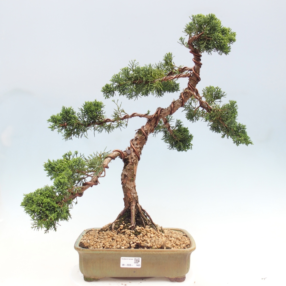 Kültéri bonsai - Juniperus chinensis Kishu