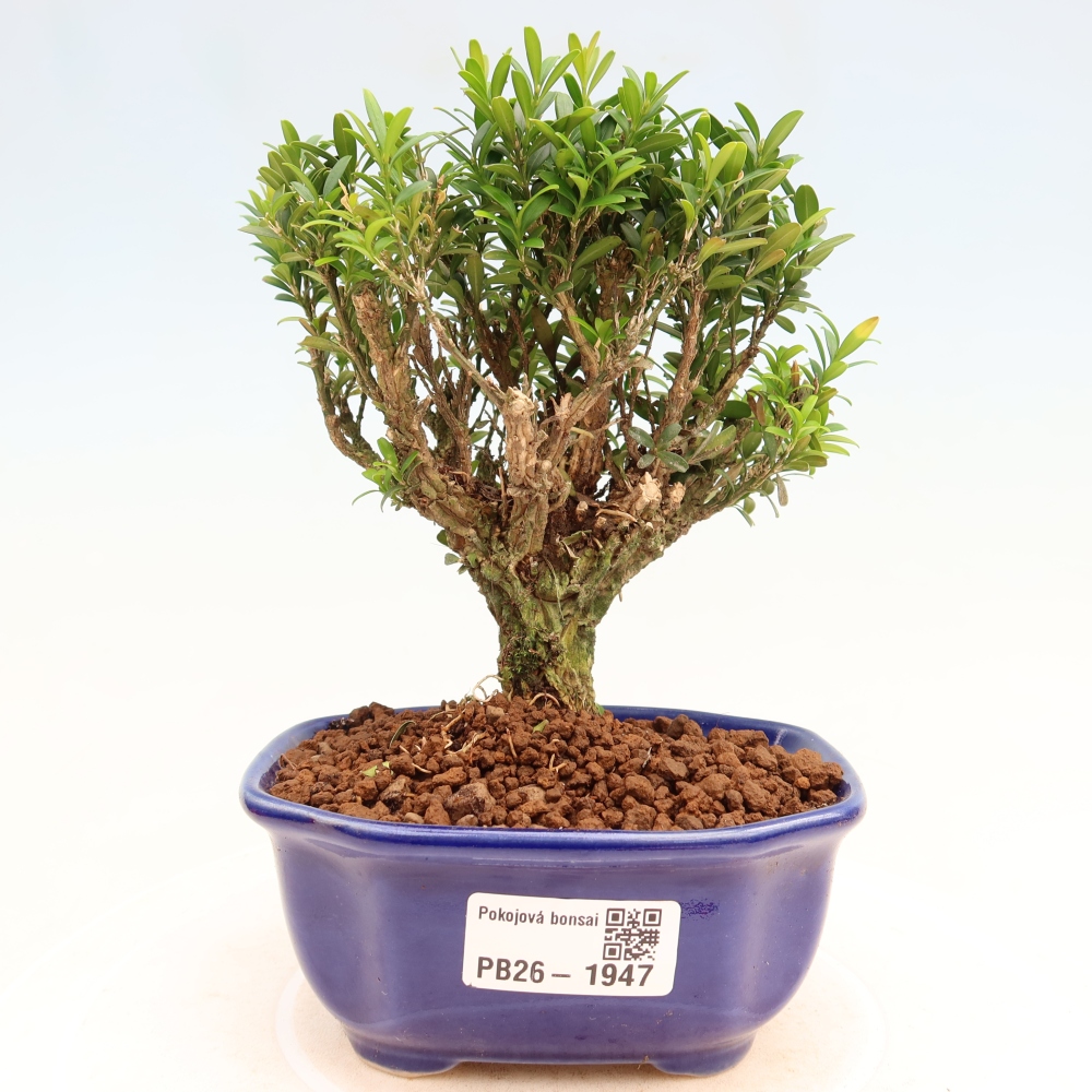 Szobai bonsai - Buxus harlandii - parafa buxus