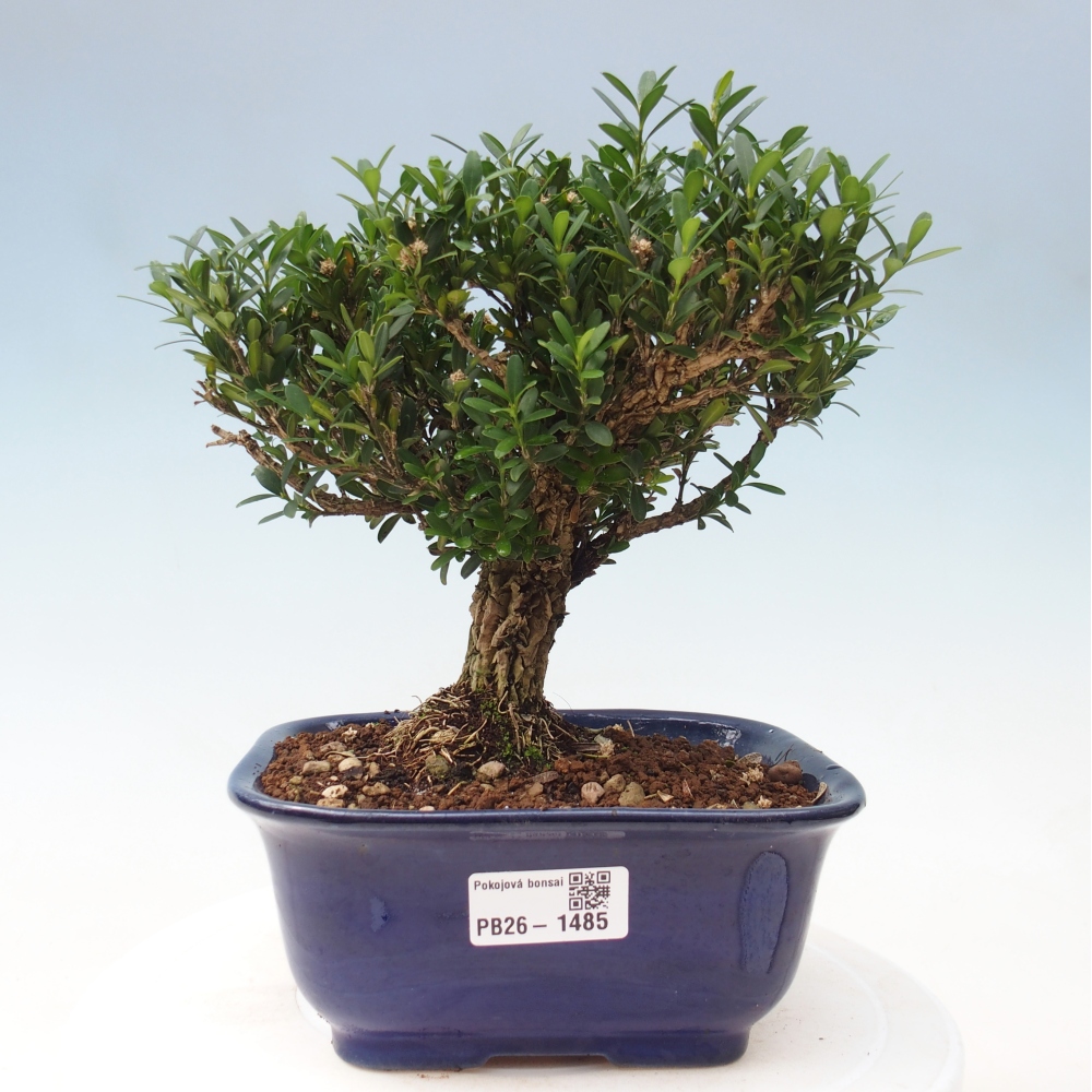 Szobai bonsai - Buxus harlandii - parafa buxus