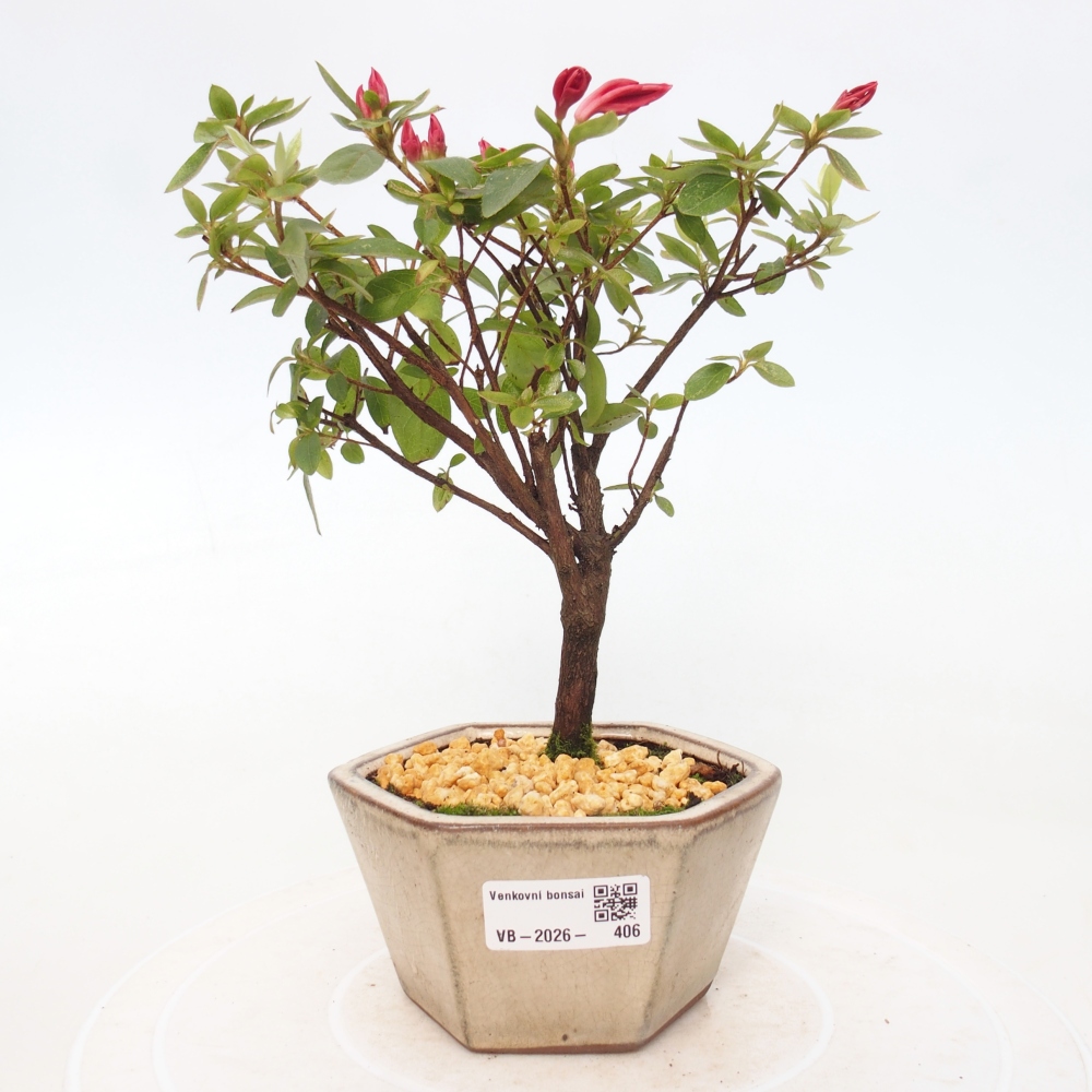 Kültéri bonsai - japán azálea - Azalea sp.