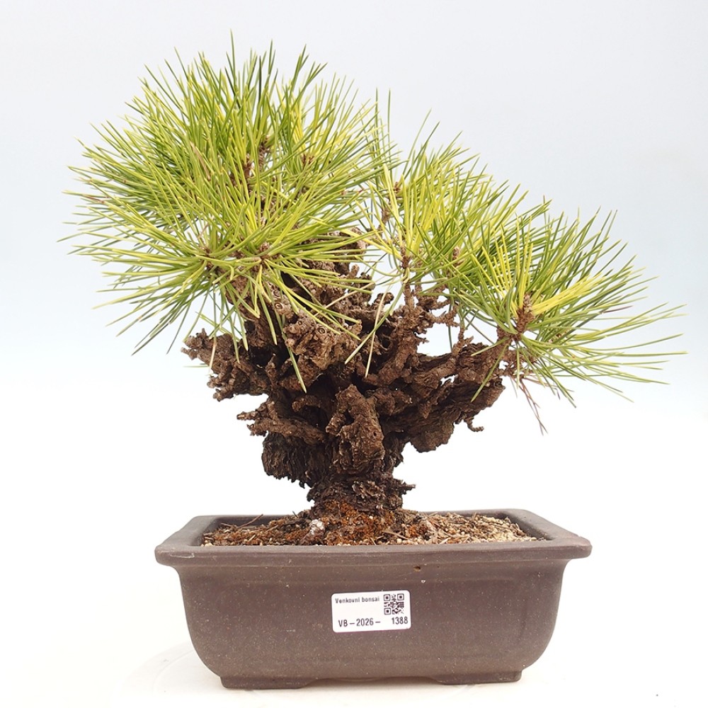 Kültéri bonsai - Pinus thunbergii - Thunberg fenyő