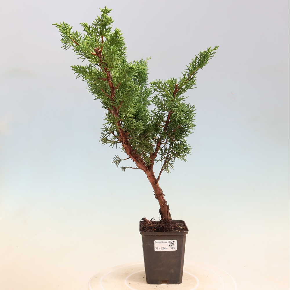 Kültéri bonsai - Juniperus chinensis Kishu
