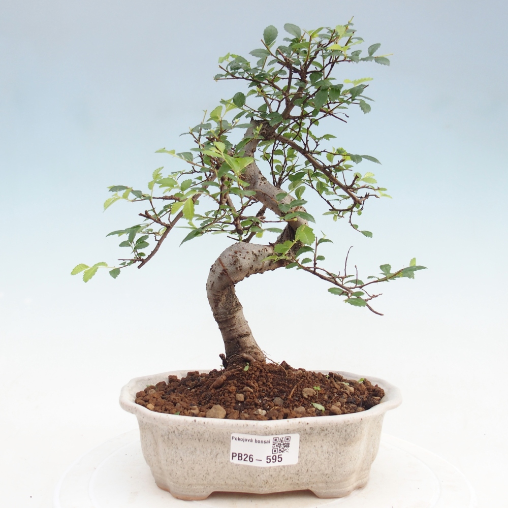 Szobai bonsai - Ulmus parvifolia - Kislevelű szilfa