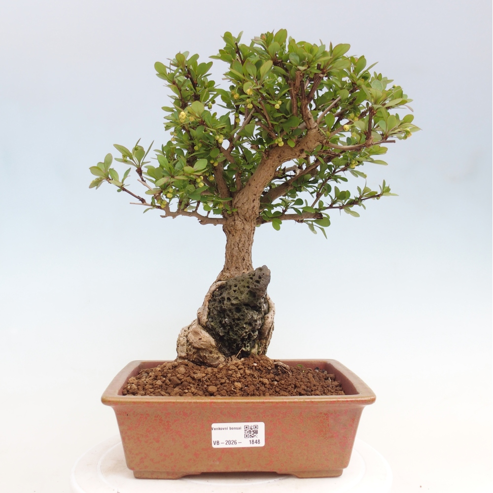 Kültéri bonsai - Berberis coreana
