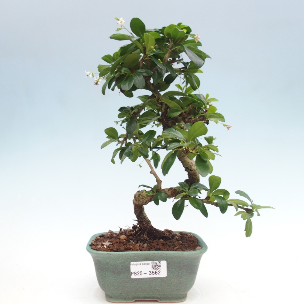 Szobai bonsai - Carmona macrophylla - Tea fuki