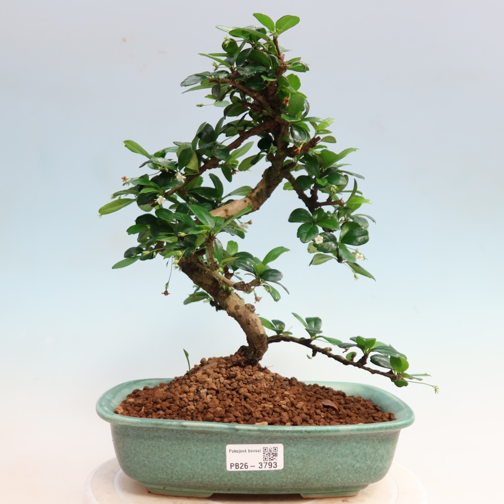 Szobai bonsai - Carmona macrophylla - Tea fuki