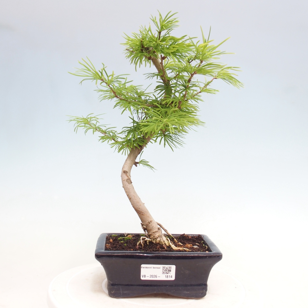 Kültéri bonsai -Pseudolarix amabis-Pseudolarix amabis-Pseudolarix amabis