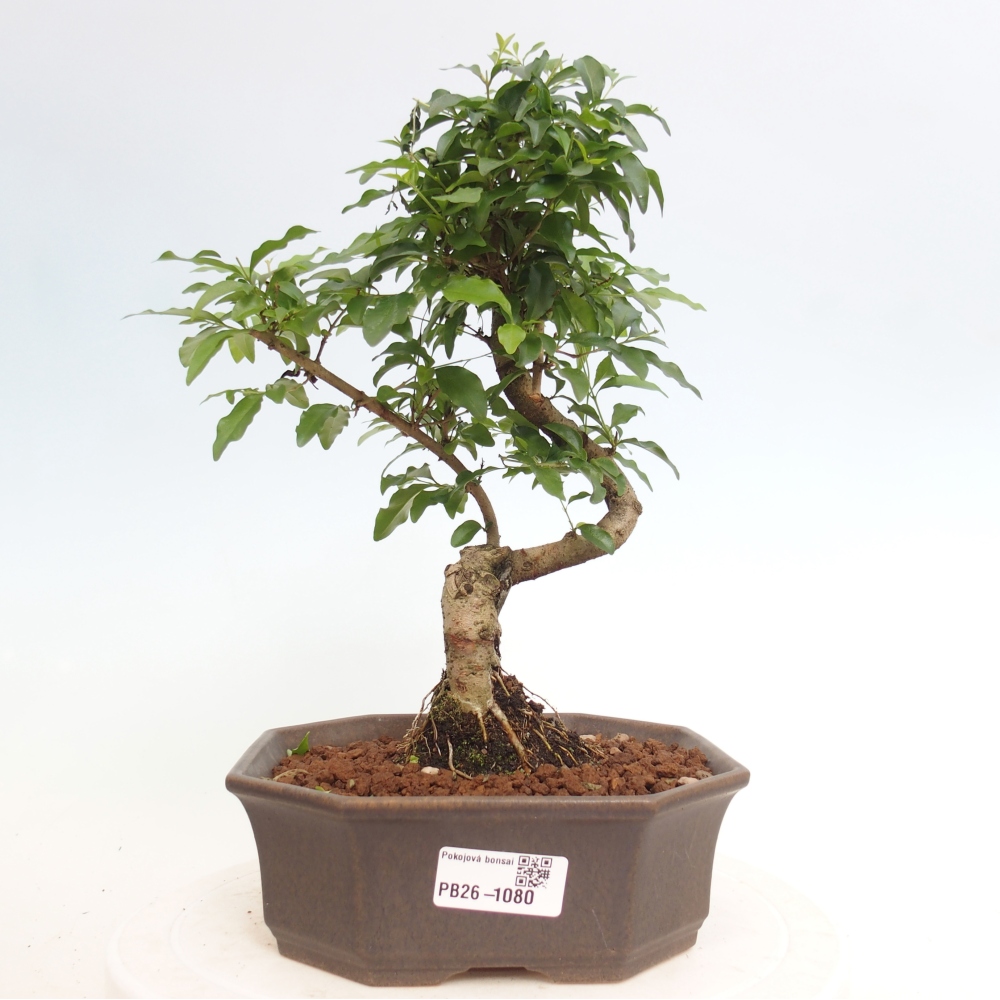 Szobai bonsai -Ligustrum chinensis - Madárcsőr