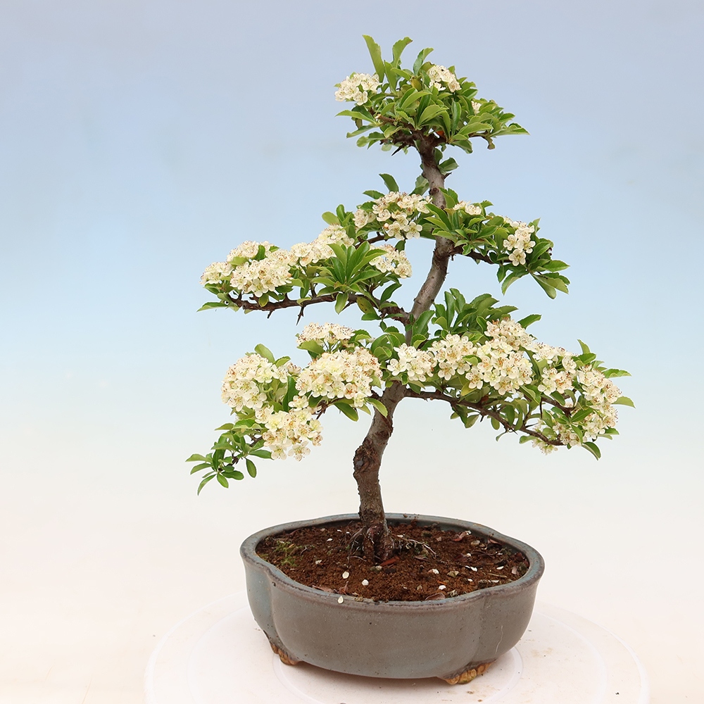 Kültéri bonsai – Pyracantha teton – Vörös tűszem