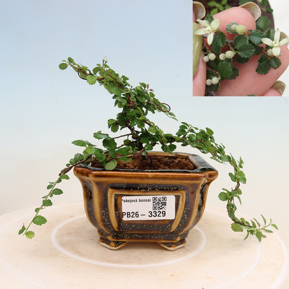 Szobai bonsai - Grewia sp. - Grewia malafolia
