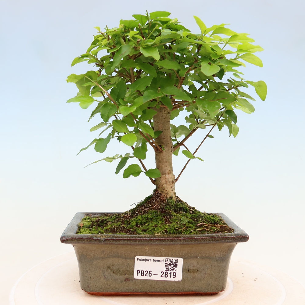 Szobai bonsai -Ligustrum chinensis - Madárcsőr