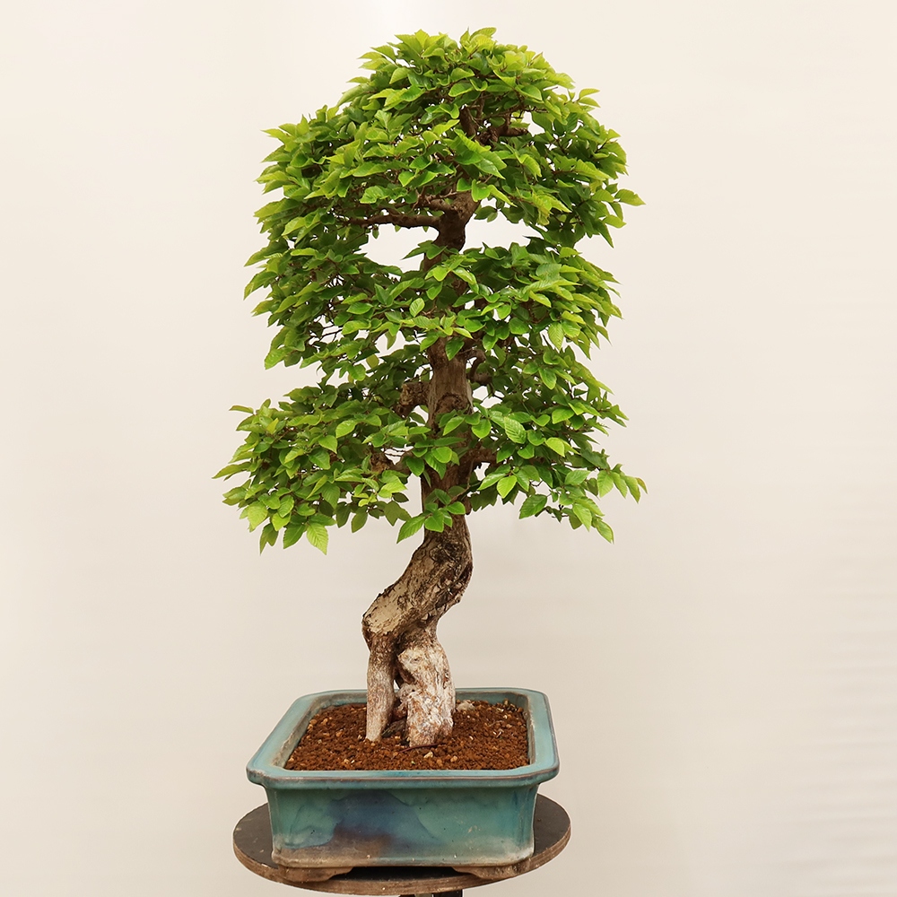 Kültéri bonsai -Carpinus Coreana - Koreai gyertyánfa