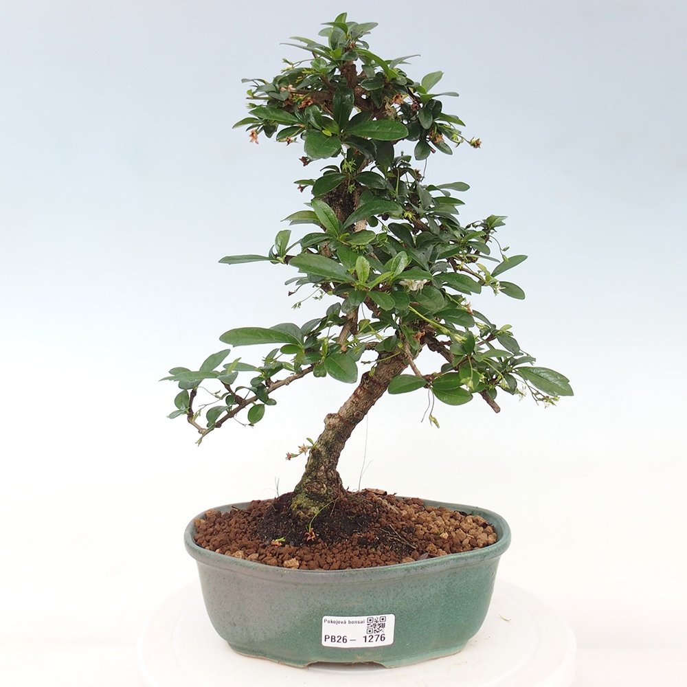 Szobai bonsai - Carmona macrophylla - Tea fuki