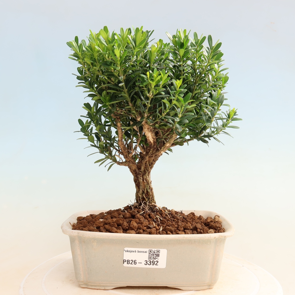 Szobai bonsai - Buxus harlandii - parafa buxus