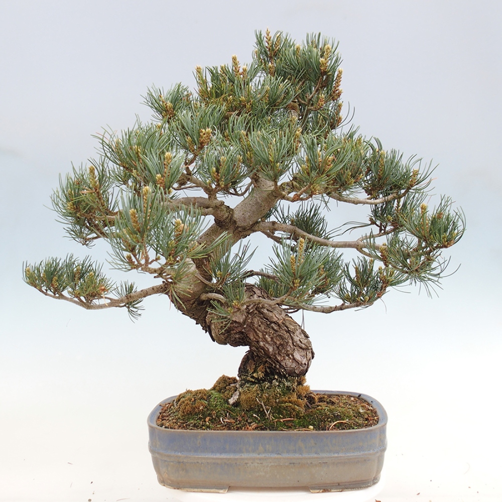 Kültéri bonsai - Pinus parviflora - Pinus parviflora