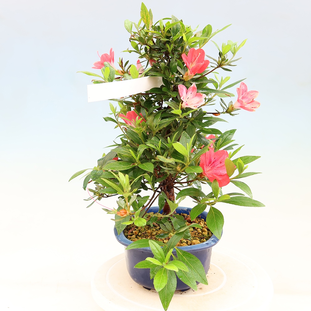 Kültéri bonsai - Japán azálea - Azalea Beniko