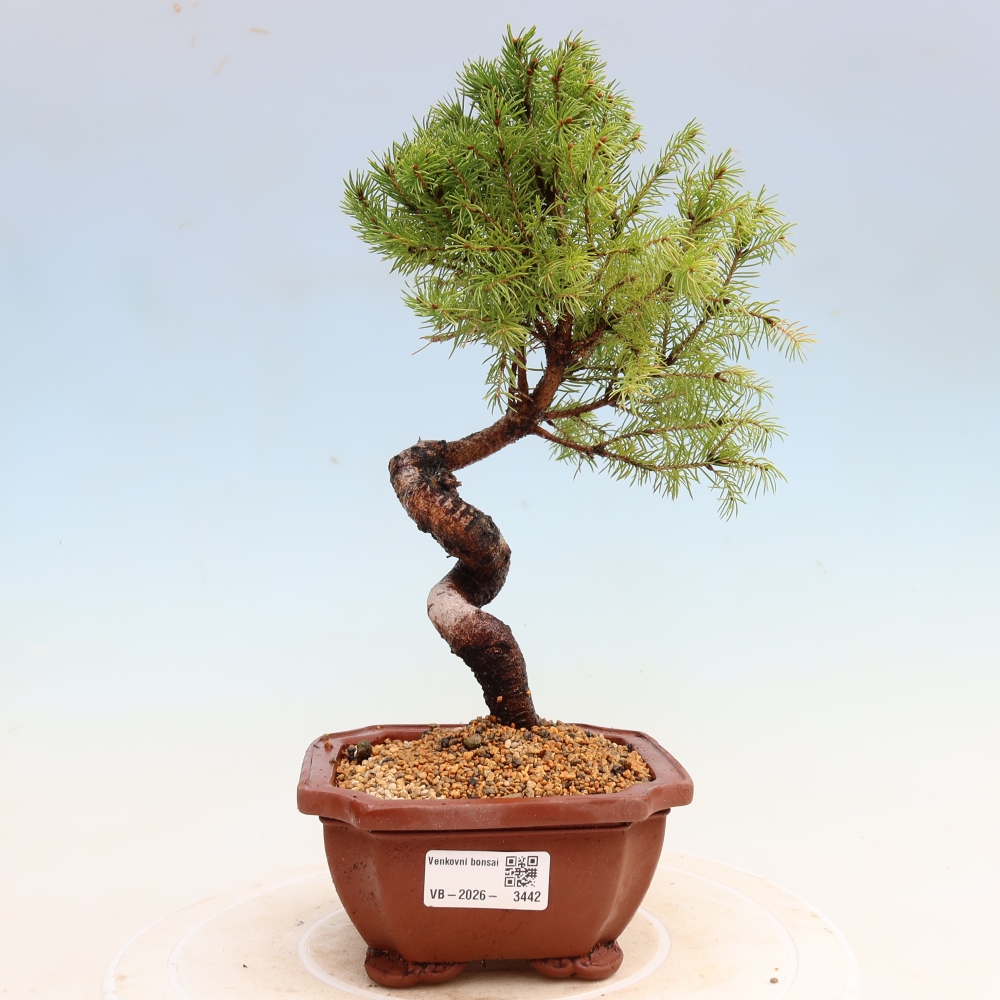 Kültéri bonsai – Szürke lucfenyő – Picea glauca globe