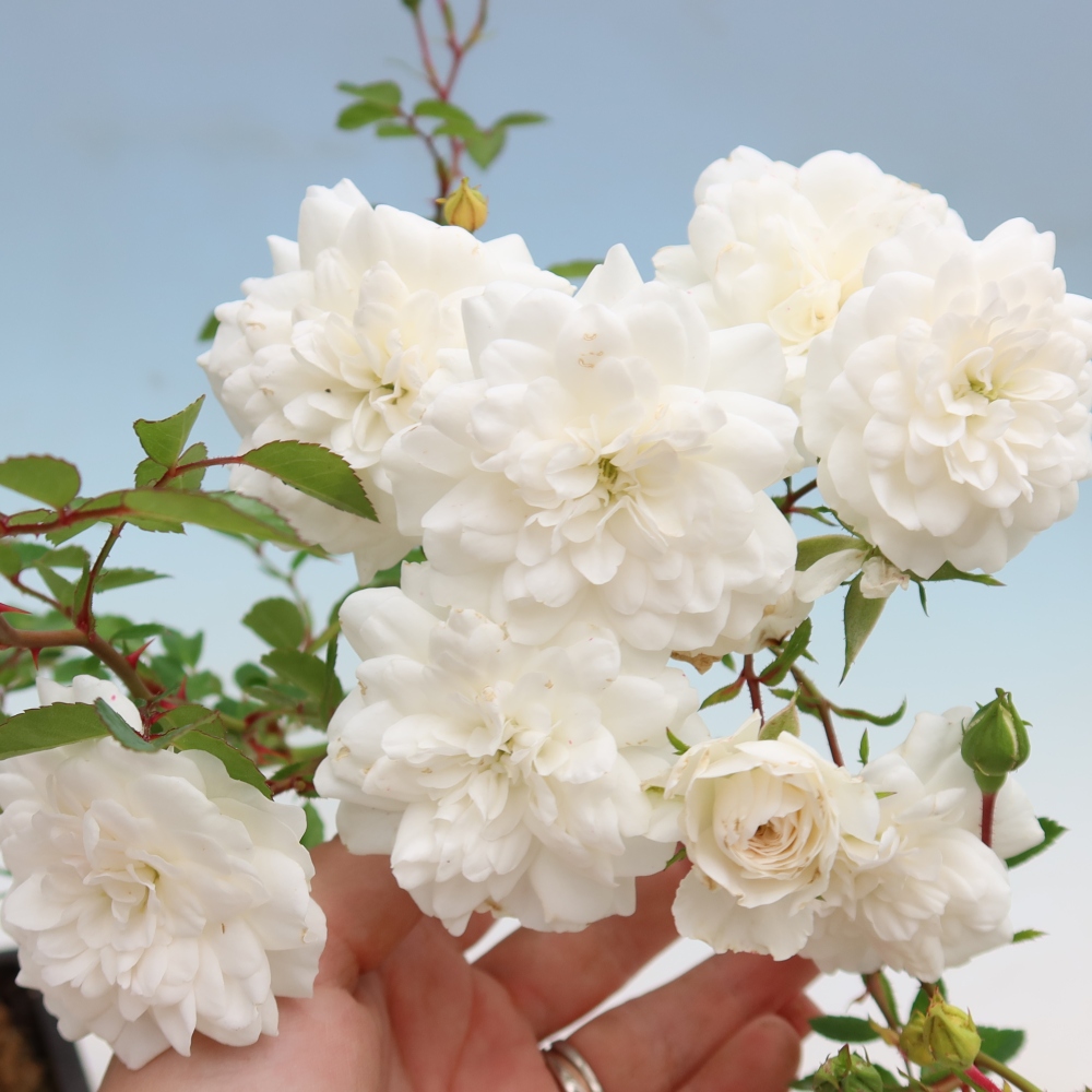 Kültéri bonsai - Rosa Kordes - rózsa