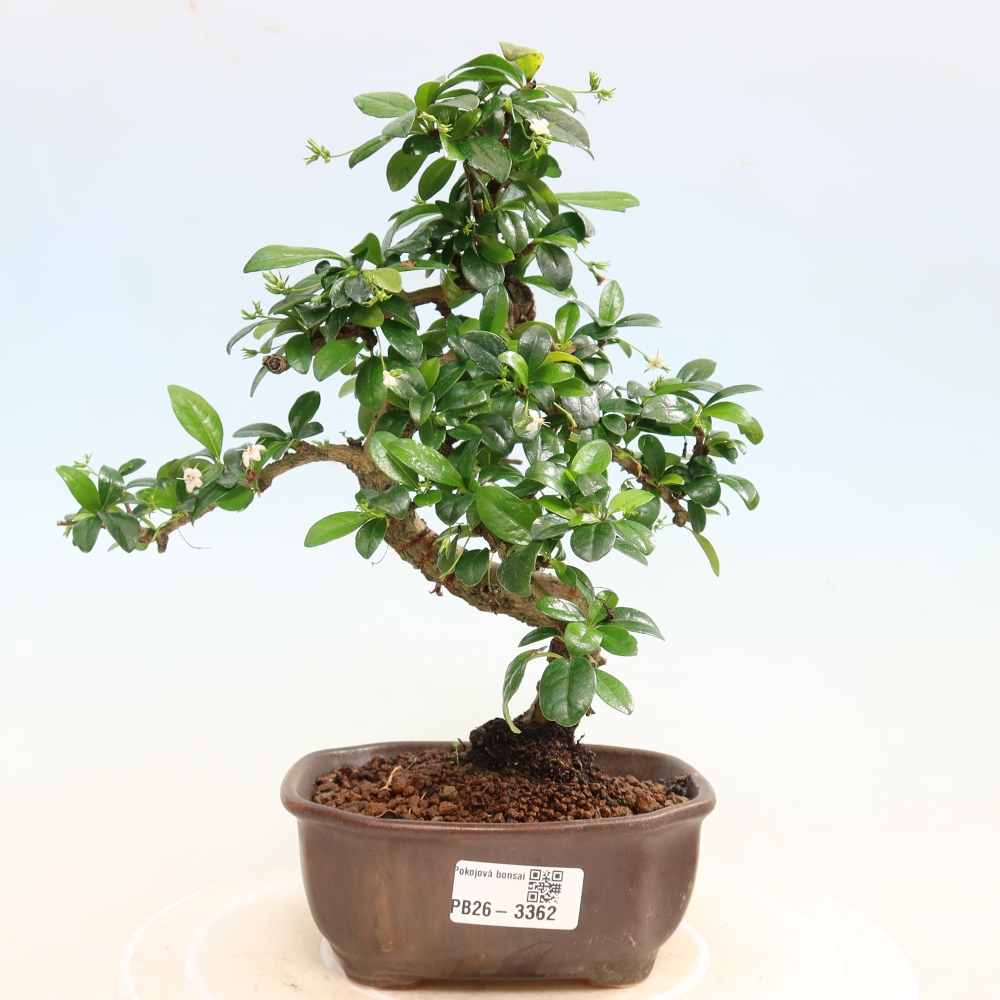 Szobai bonsai - Carmona macrophylla - Tea fuki