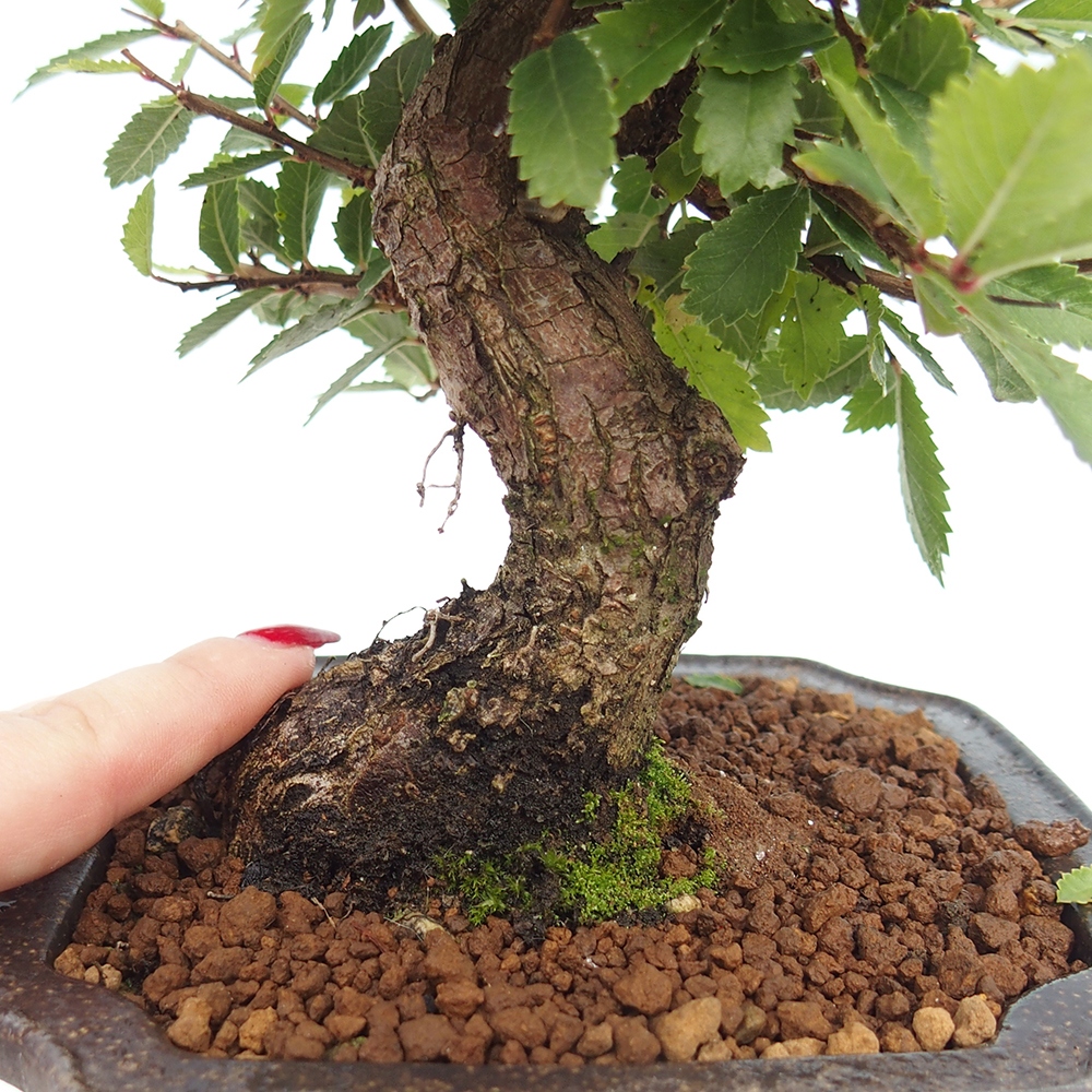 Kültéri bonsai - Zelkova - Zelkova NIRE